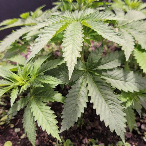 Squirt growlog timeline photo