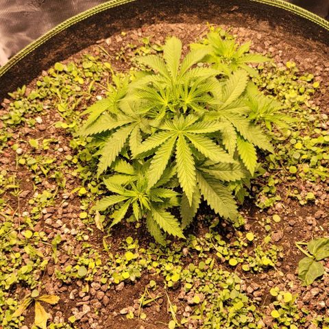 Squirt growlog timeline photo