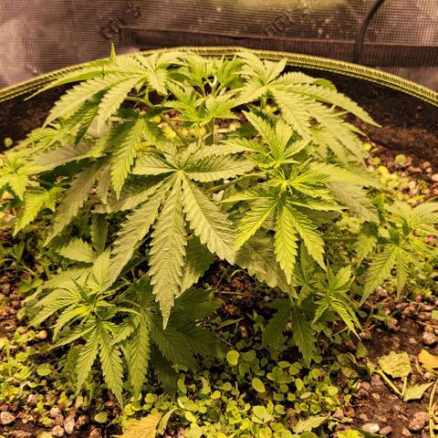 Squirt growlog timeline photo