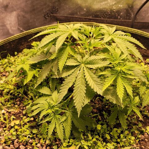 Squirt growlog timeline photo