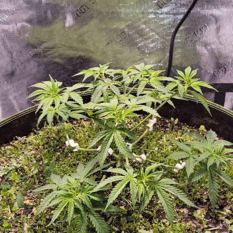 Squirt growlog timeline photo