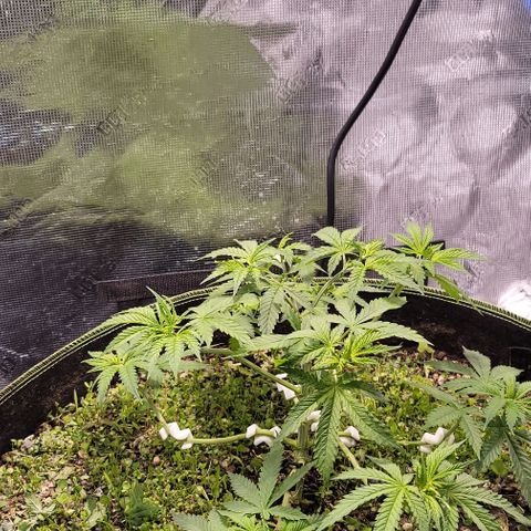 Squirt growlog timeline photo