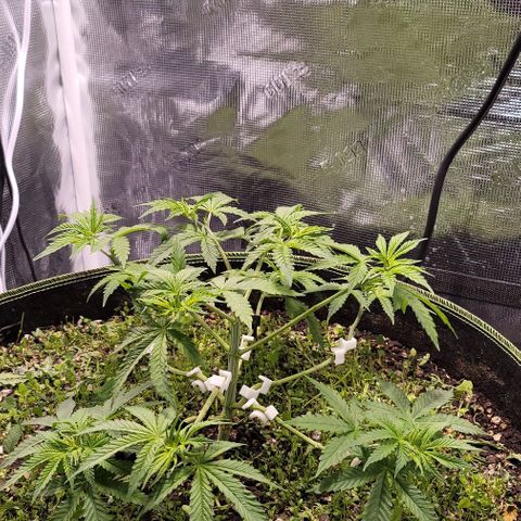 Squirt growlog timeline photo