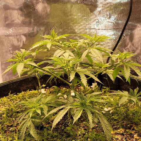 Squirt growlog timeline photo