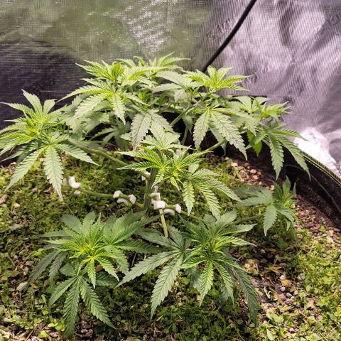 Squirt growlog timeline photo