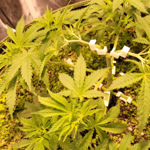 Squirt growlog photo: After topping
