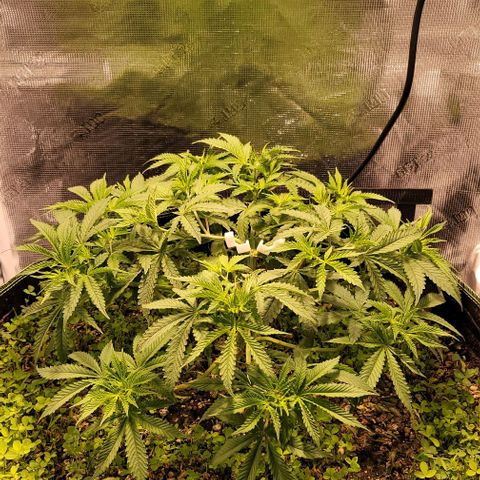 Squirt growlog timeline photo