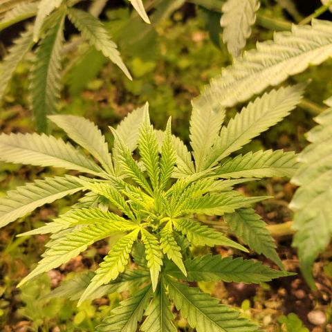 Squirt growlog timeline photo