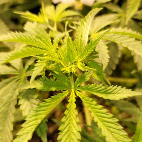 Squirt growlog timeline photo