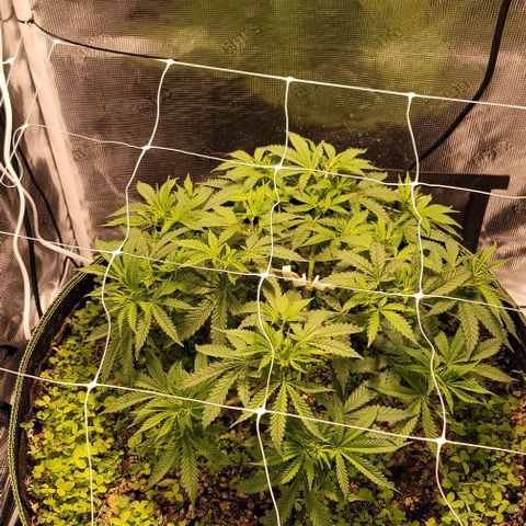 Squirt growlog photo: Changed trellis