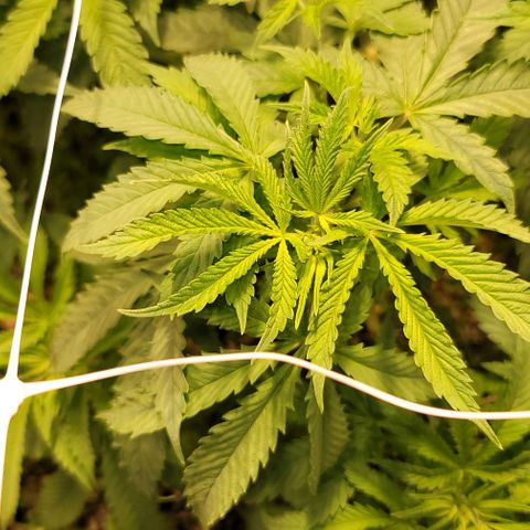 Squirt growlog timeline photo