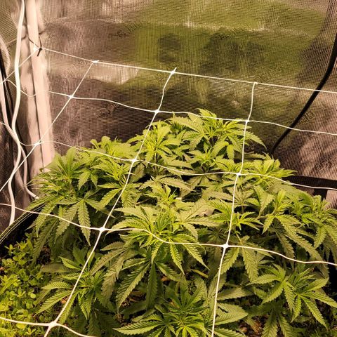Squirt growlog timeline photo