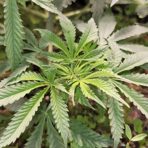 Squirt growlog timeline photo