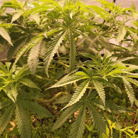Squirt growlog timeline photo
