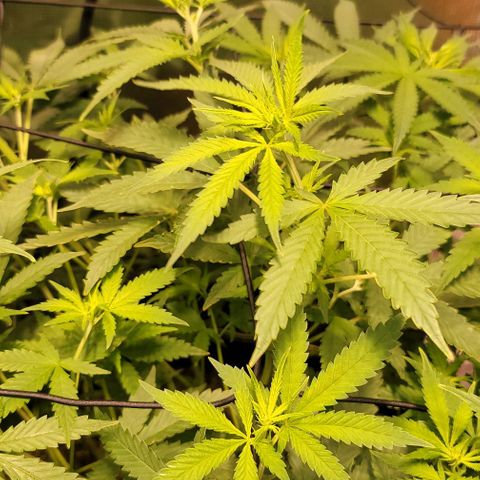 Squirt growlog timeline photo