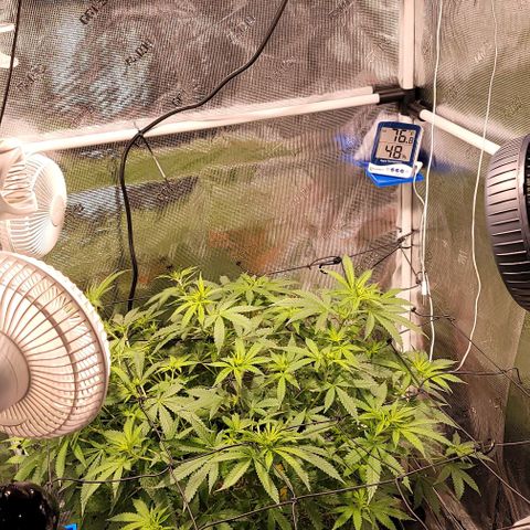 Squirt growlog timeline photo