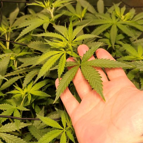 Squirt growlog timeline photo