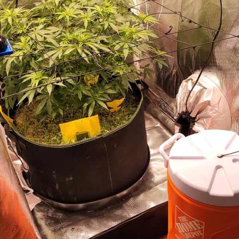 Squirt growlog timeline photo