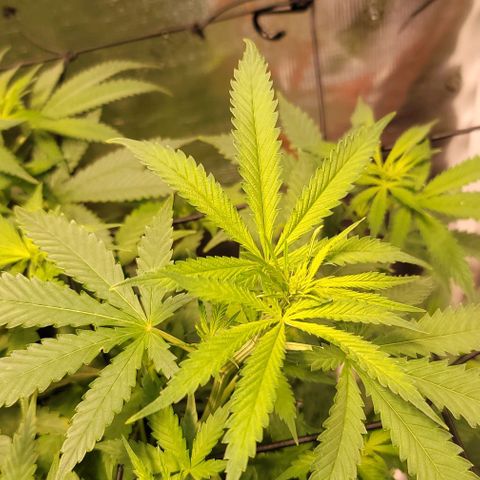 Squirt growlog timeline photo
