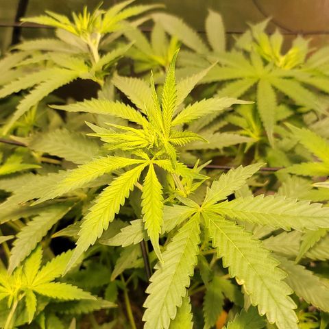 Squirt growlog timeline photo
