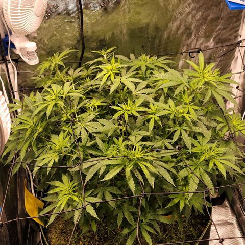 Squirt growlog timeline photo