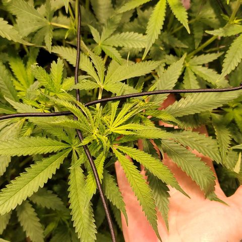 Squirt growlog timeline photo