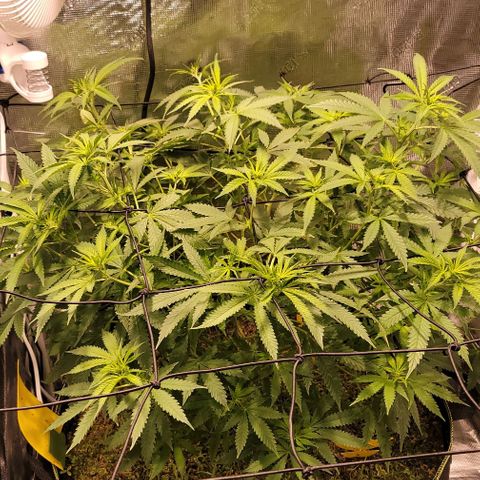 Squirt growlog timeline photo
