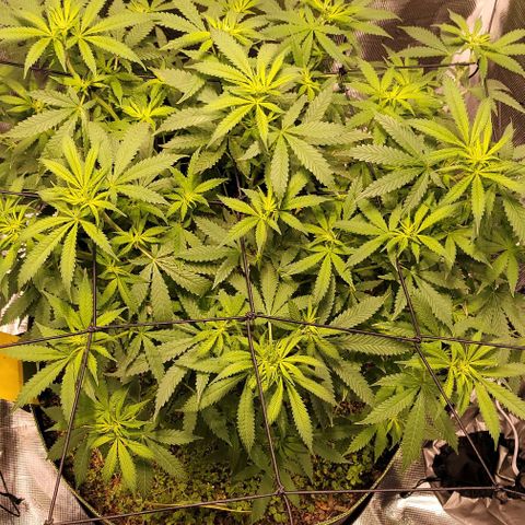 Squirt growlog timeline photo