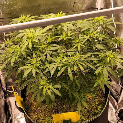 Squirt growlog timeline photo