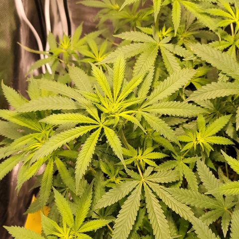 Squirt growlog timeline photo