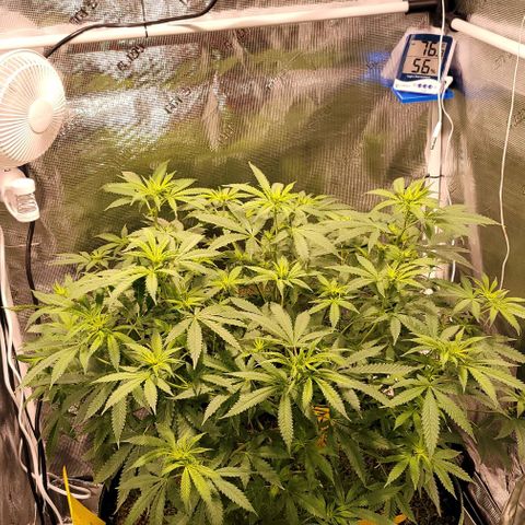 Squirt growlog timeline photo