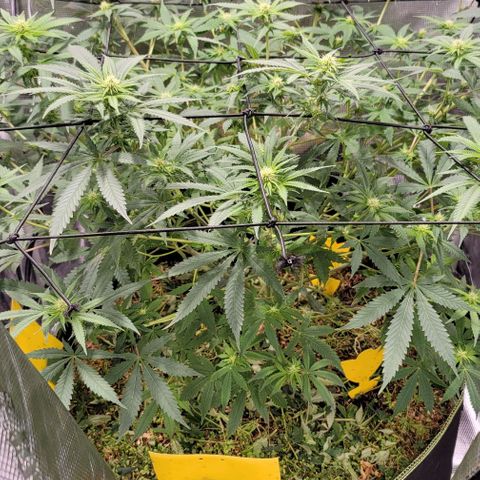 Squirt growlog timeline photo