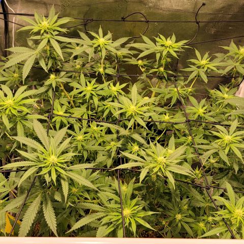 Squirt growlog timeline photo