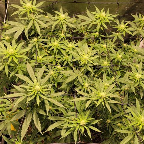 Squirt growlog timeline photo