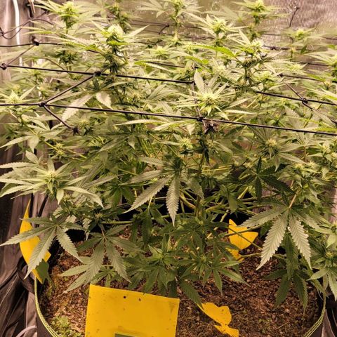 Squirt growlog timeline photo