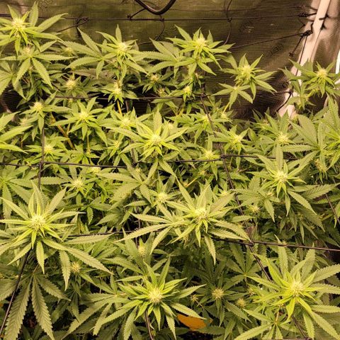 Squirt growlog timeline photo
