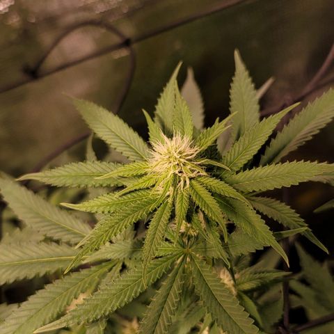 Squirt growlog timeline photo