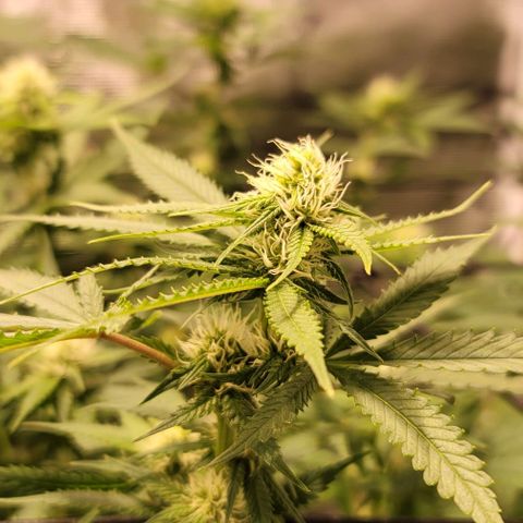 Squirt growlog timeline photo