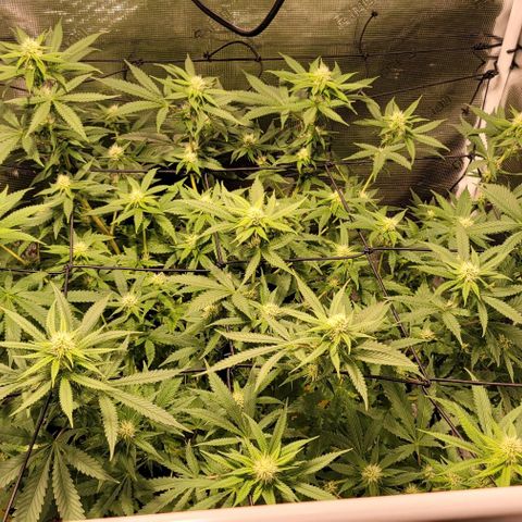 Squirt growlog timeline photo
