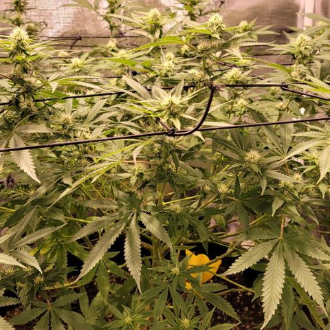 Squirt growlog timeline photo