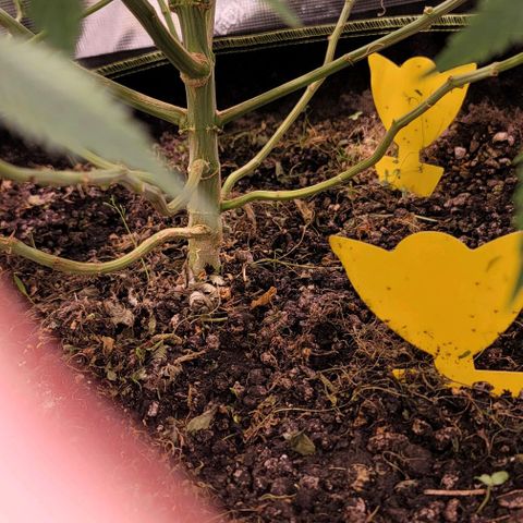 Squirt growlog timeline photo