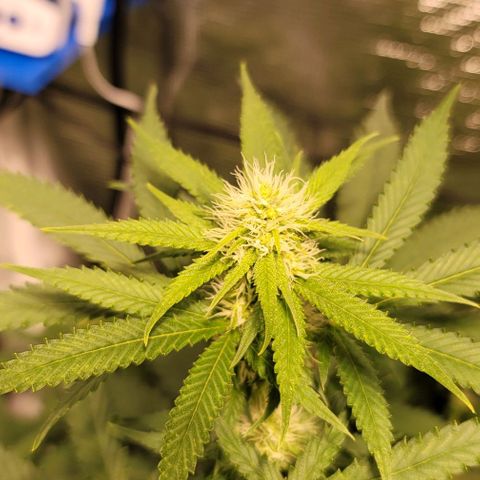 Squirt growlog timeline photo