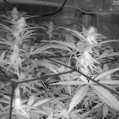 Squirt growlog timeline photo