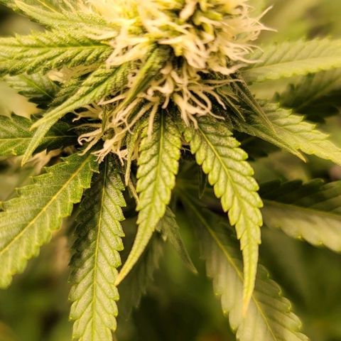 Squirt growlog timeline photo