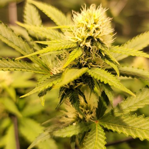 Squirt growlog timeline photo