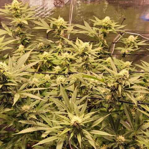 Squirt growlog timeline photo
