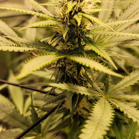 Squirt growlog timeline photo
