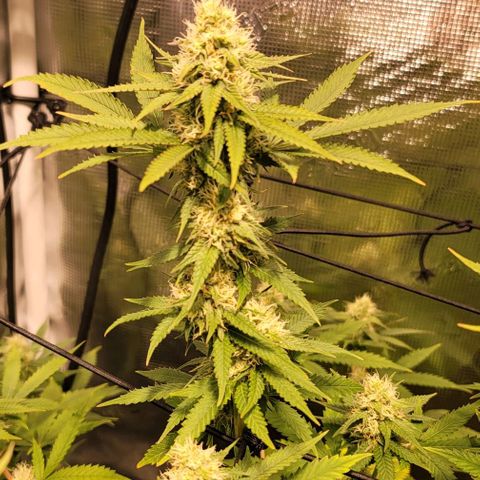 Squirt growlog timeline photo