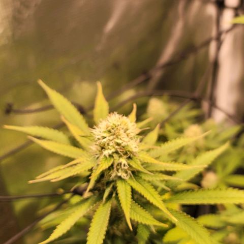 Squirt growlog timeline photo