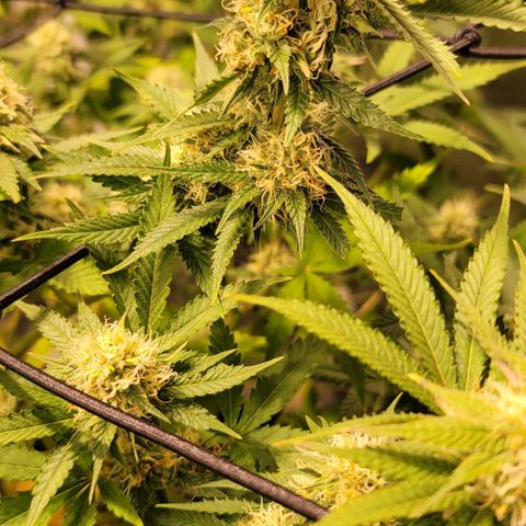 Squirt growlog timeline photo